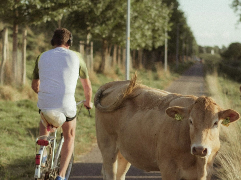 a man riding a bike next to a cow